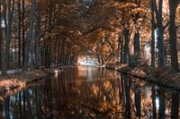 Bäume auf dem Wasser