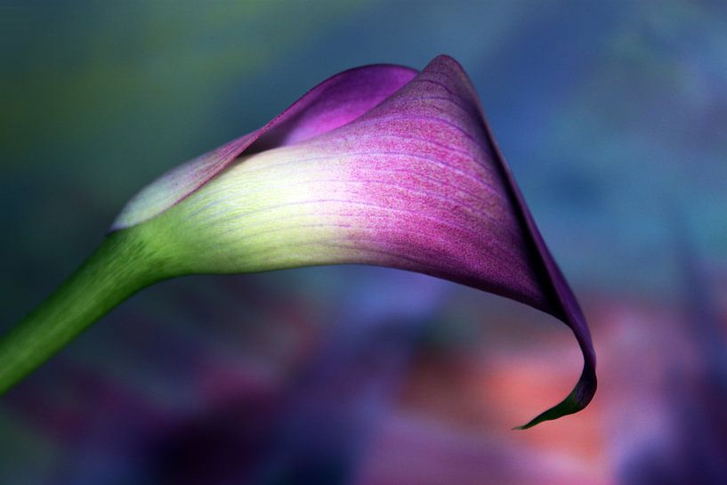 C A L L A by Katarina Niksic