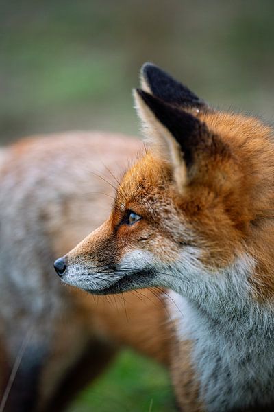 Fuchs aus nächster Nähe von Yoan Izetov
