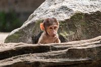 Petit singe sous la pluie