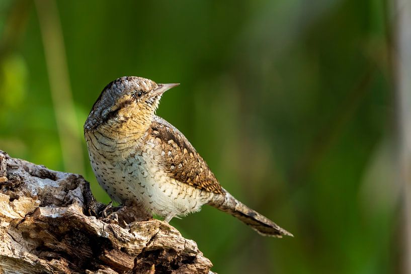 Specht von Rando Kromkamp Natuurfotograaf