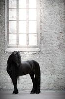 Friesian horse in window light church