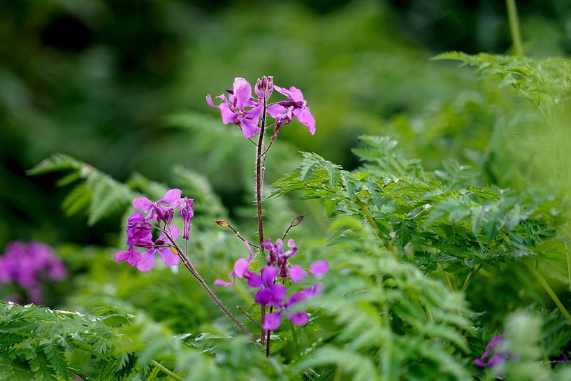 Purple flowers in green by Luci light