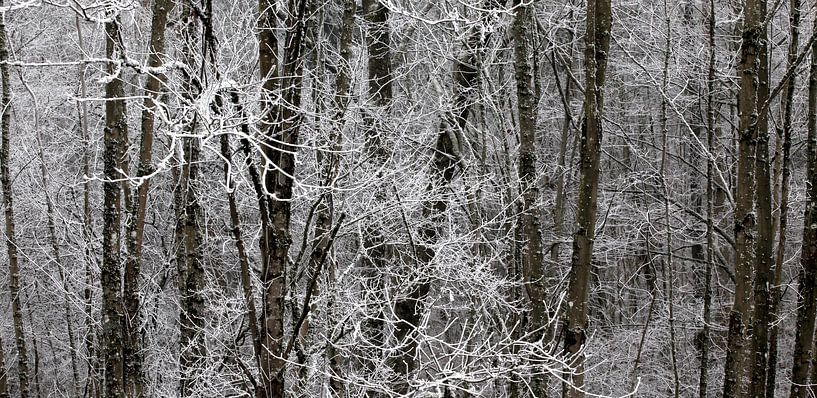 Forêt d'hiver par Thomas Jäger