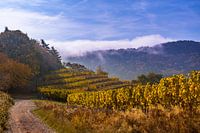 Weinhänge in der Pfalz, Wijnhellingen in de Pfalz