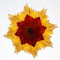 Kaleidoskop von Herbstblättern.