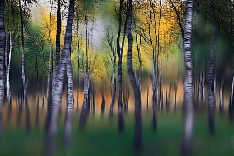 The magic of the forest by Ton Kuijpers