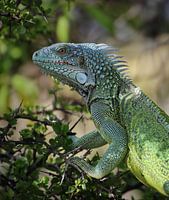 Bonairean Iguana