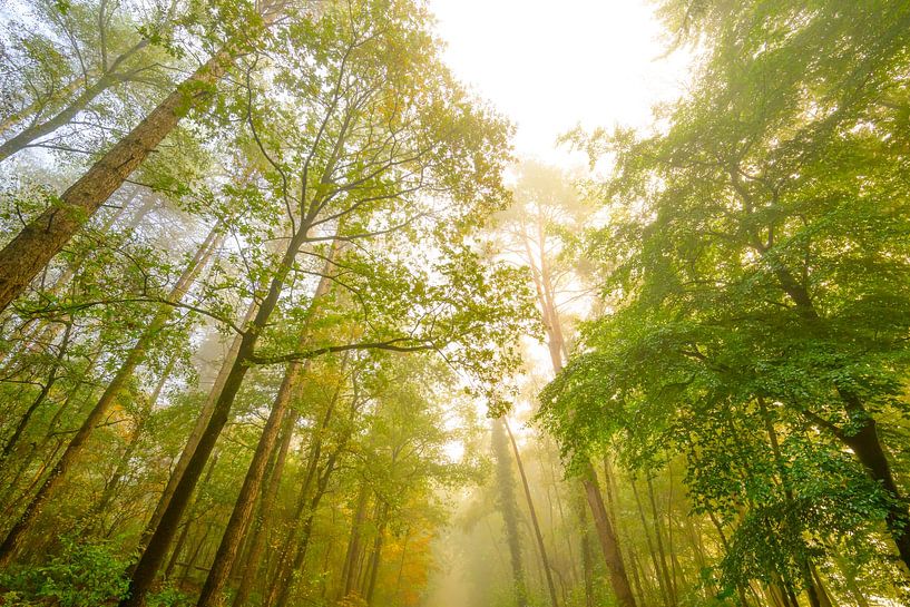 Sfeervol bos in de herfst met mist in de lucht van Sjoerd van der Wal Fotografie