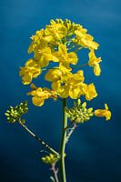 Leuchtendes Gelb gegen Meeresblau