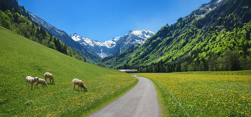 sheep flock at Trettach valley allgau alps by SusaZoom