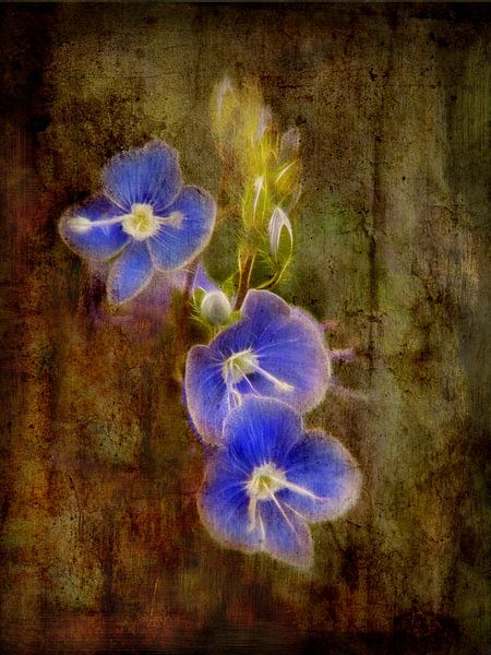 Speedwell - Violet par Claudia Gründler