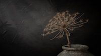 Still life with large dried hogweed in grey stone jar (panorama version)