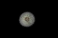 Gewöhnlicher Löwenzahn in Szene gesetzt