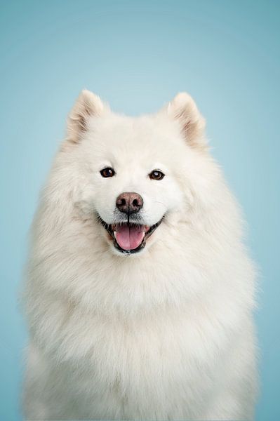Beautiful samoyed in studio, with blue as background colour by Elisabeth Vandepapeliere
