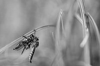 Mouche prédatrice commune, cannibalisme ?