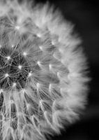 Closeup Pissenlit (debout) | Image | Noir et blanc