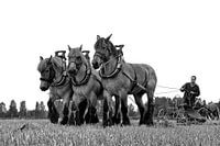 Ploughing with horses