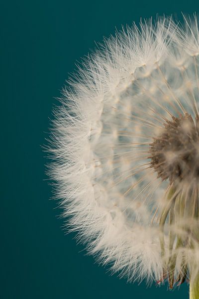 Turqouise mit einem halben Flusenball von Marjolijn van den Berg