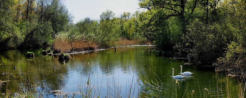 The Taubergießen awakens Panorama 1.0 by Ingo Laue