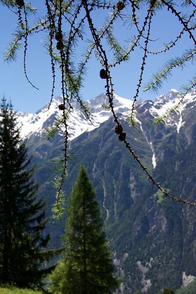 Het leven in de Zwitserse bergen op een zomerse dag von Mirjam Rood-Bookelman
