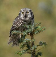 Eule auf einem Weihnachtszweig