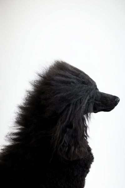 Black poodle by Janine Bekker Photography