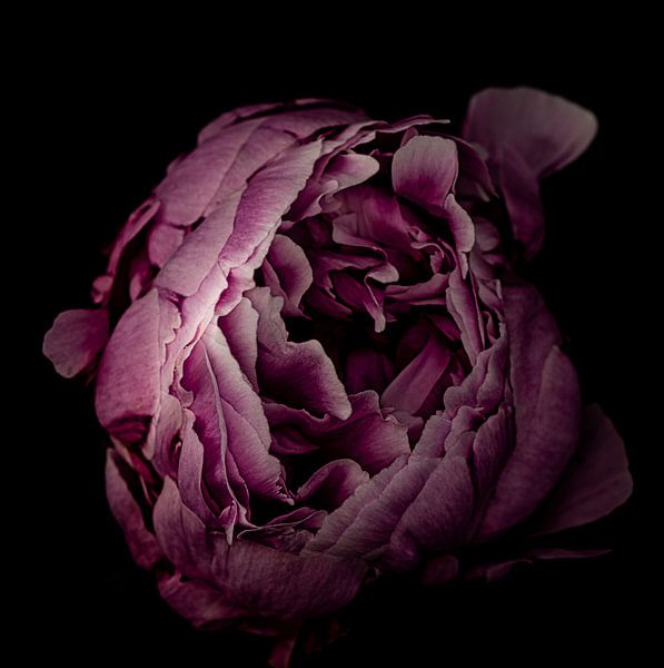 Pivoine par Robbert Ladan