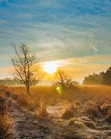 Sonnenaufgang im Buurserzand