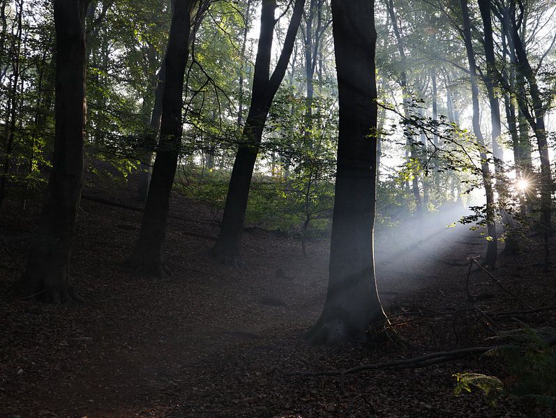 le soleil du matin à travers les arbres par Marieke Funke