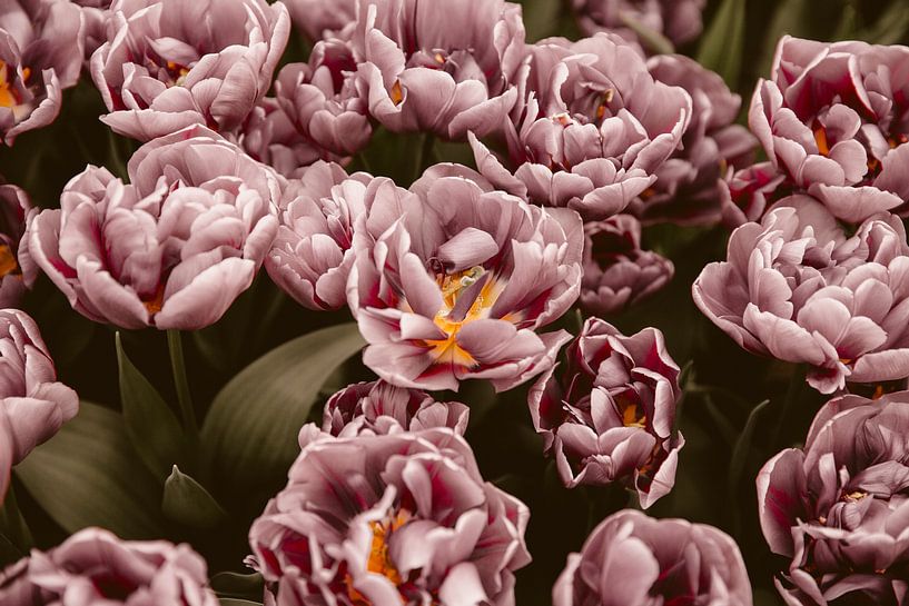 Fleurs roses par shanine Roosingh