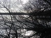 Kijkje door de bomen over het water in de bossen van Almere
