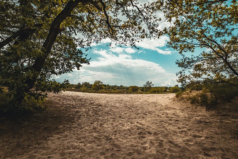 Dune in Loonse and Drunense Dunes National Park by Nicolette Suijkerbuijk