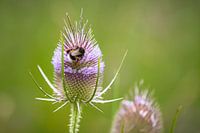 Un bourdon sur une plante de chardon sauvage