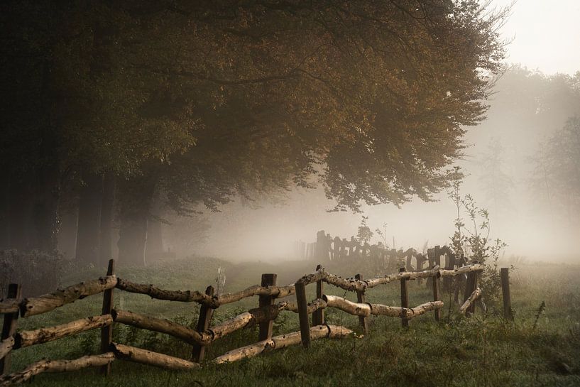 Louisiana oak trees by Yen Do
