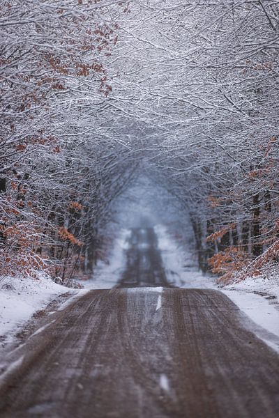 Stuplselaan Lage Vuursche von Pascal Raymond Dorland