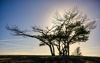 Silhouet in de Soester Duinen