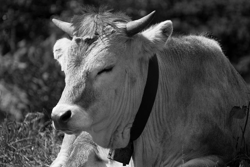 Kuh von Jouke Wijnstra Fotografie