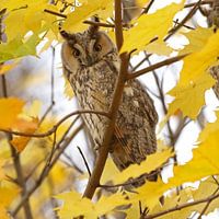 Ransuil (Long-eared owl)