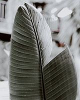 Banana Leaf - Curacao