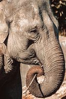 Visage d'un éléphant