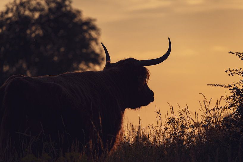 Scottish Highlander by Jochem van der Blom