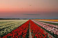 Tulip field at sunset