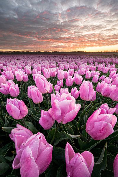 Tulipes par Marco Lok