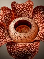 Rafflesia Arnoldii Exotic Tropical Botanical Flower Art