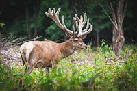 Großer männlicher Hirsch auf der Veluwe