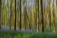 Flou Forêt de jacinthes