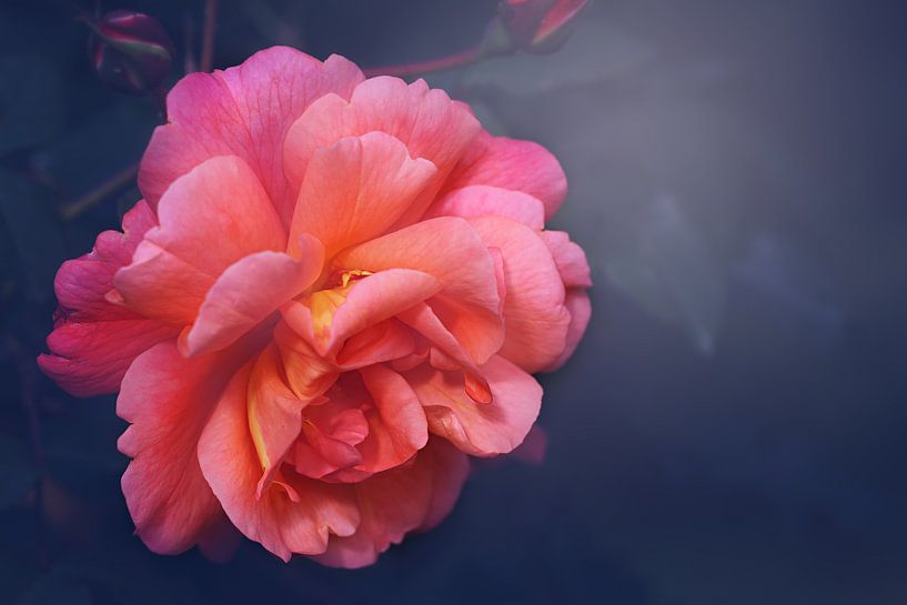 C'était sa rose... par LHJB Photography