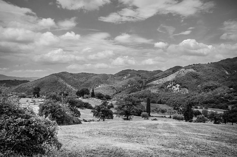 Corella von Peter Pruydt