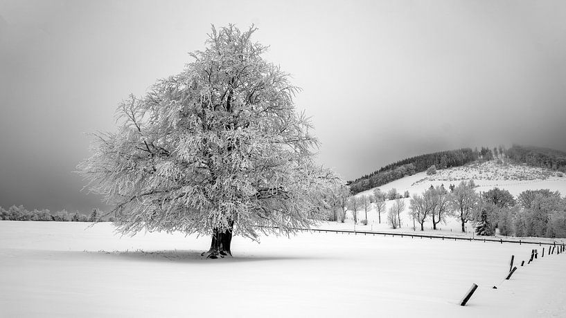 Puderzucker Baum in der verschneiten Rhön von Flatfield